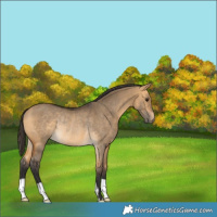 Horse Color:Buckskin Dun Rabicano 