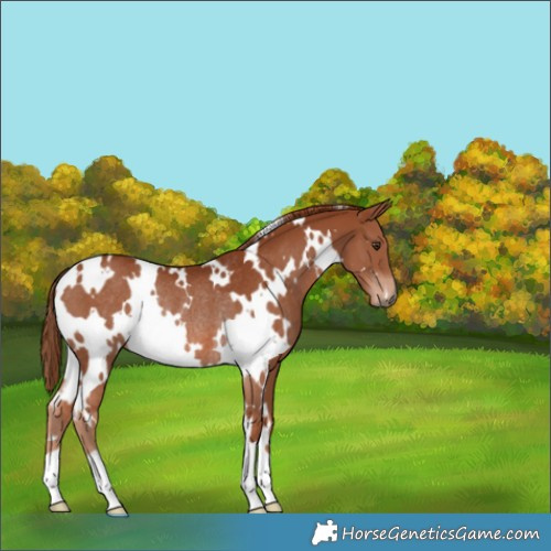 Horse Color:White Spotted Chestnut Rabicano 