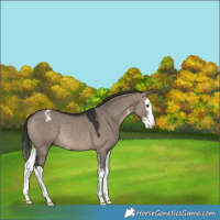 Horse Color:Brown Dun Sabino Splash Appaloosa Rabicano 