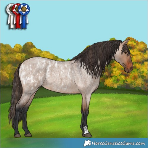 Horse Color:Brown Roan Dun Appaloosa  and Bay Roan Dun 