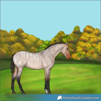 Horse Color:Brown Roan Dun Appaloosa  and Bay Roan Dun 