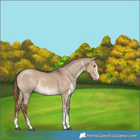 Horse Color:White Spotted Liver Red Dun 