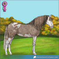 Horse Color:Liver Red Dun  and Liver Red Dun Splash Appaloosa 