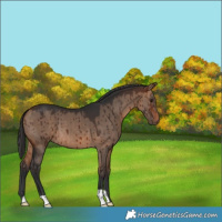 Horse Color:Bay Dun Brindle 