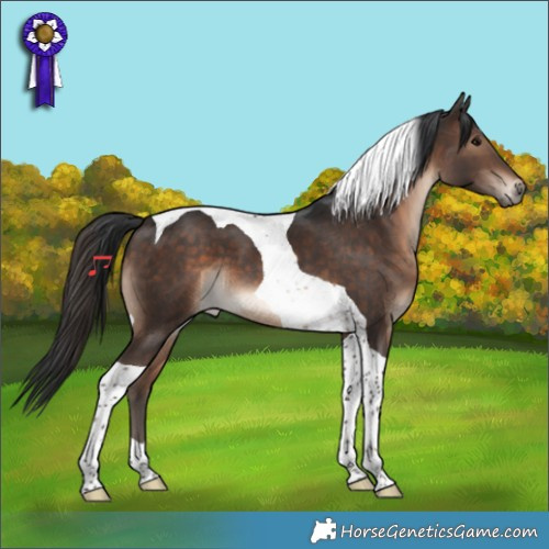 Horse Color:Brown Tobiano 