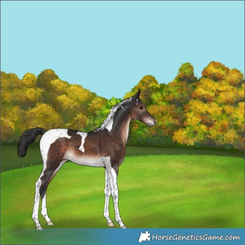 Horse Color:Brown Mushroom Tobiano 