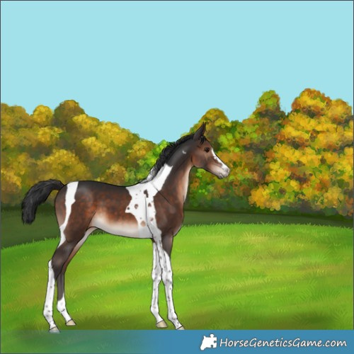 Horse Color:Brown Tobiano 