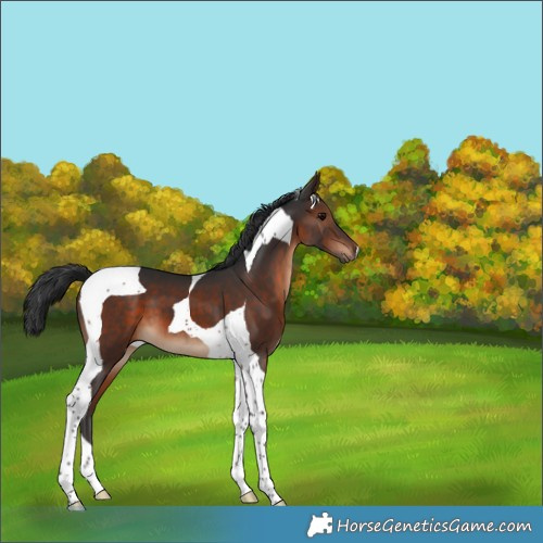 Horse Color:Brown Tobiano 