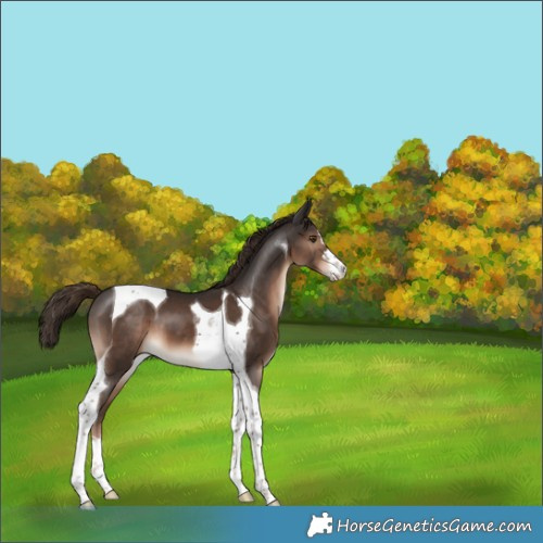 Horse Color:Liver Chestnut Tobiano 
