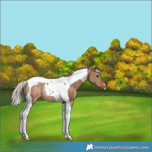 Horse Color:Silver Brown Dun Tobiano Rabicano 
