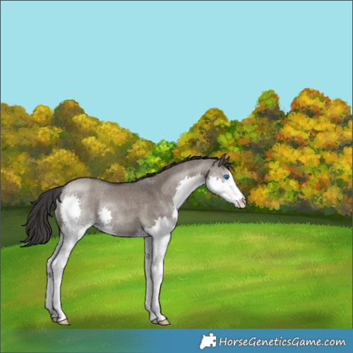 Horse Color:Smoky Grullo Splash Rabicano 