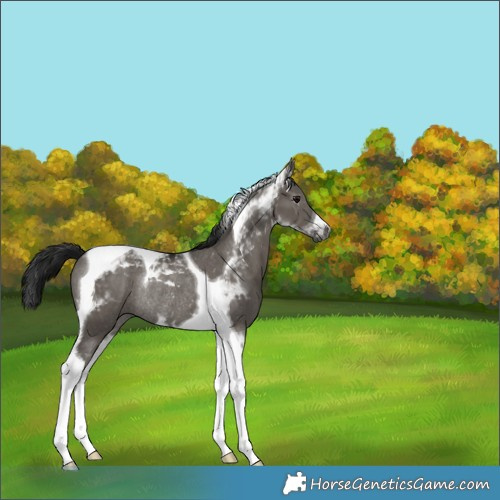 Horse Color:Gray Grullo Tobiano Varnish Rabicano 