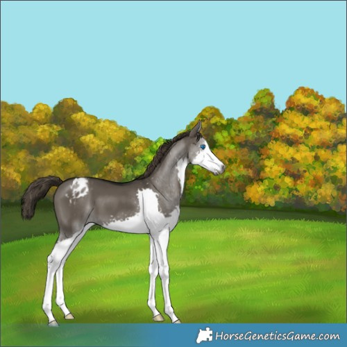 Horse Color:Gray Smoky Grullo Splash Appaloosa 