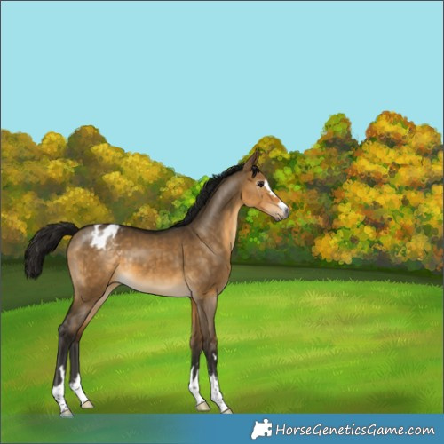 Horse Color:Gray Buckskin Dun Appaloosa 