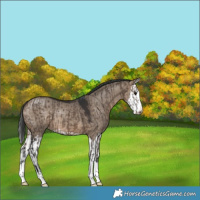 Horse Color:Brown Dun  and Brown Dun Splash 