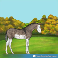 Horse Color:Brown Dun Splash and Brown Dun Splash