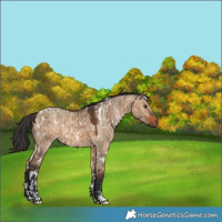 Horse Color:White Spotted Brown Dun  and White Spotted Brown Dun 