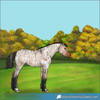 Horse Color:White Spotted Brown Dun and Brown Roan Dun