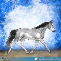 Horse Color:Blue Roan Splash Frame Rabicano