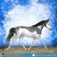 Horse Color:Blue Roan Splash Frame Rabicano