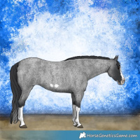 Horse Color:Blue Roan Splash Frame Rabicano 