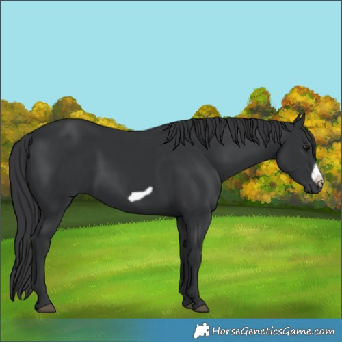 Horse Color:Black Frame 