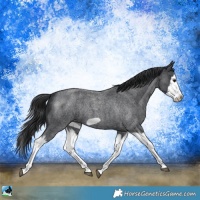 Horse Color:Blue Roan Splash Frame Rabicano