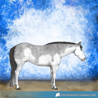 Horse Color:Blue Roan Splash Rabicano 