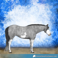 Horse Color:Blue Roan Splash Frame Rabicano