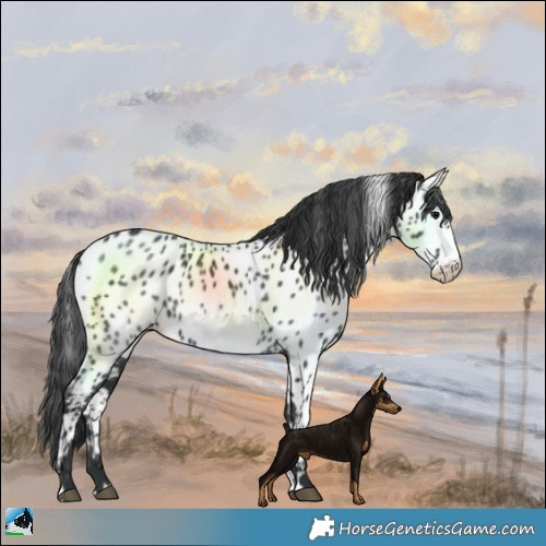 Horse Color:Black Frame Near Leopard 