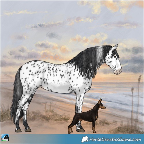 Horse Color:Black Frame Appaloosa 