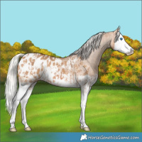 Horse Color:Silver Brown Dun Splash Appaloosa  and Silver Bay Dun Splash Appaloosa 