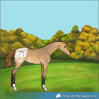 Horse Color:Buckskin Dun Blanket 