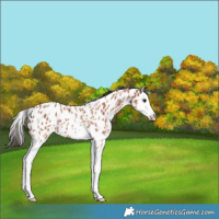 Horse Color:Bay Sabino Splash Appaloosa 