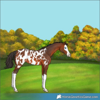 Horse Color:Bay Splash Appaloosa