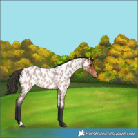 Horse Color:Bay Roan Near Leopard 