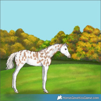 Horse Color:Silver Brown Dun Splash Near Leopard 