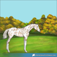 Horse Color:Silver Brown Dun Splash Near Leopard 