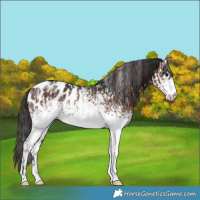Horse Color:Brown Appaloosa  and White Spotted Brown Appaloosa 