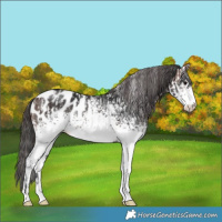 Horse Color:Brown Fewspot  and White Spotted Brown Near Leopard 