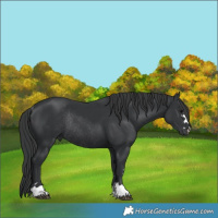 Horse Color:Black Rabicano 