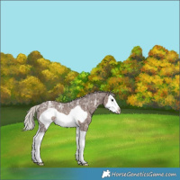 Horse Color:Silver Black Ice Splash Frame Rabicano