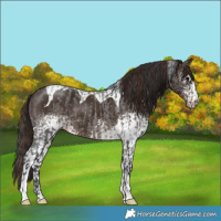 Horse Color:Brown Roan  and White Spotted Liver Chestnut Tobiano 