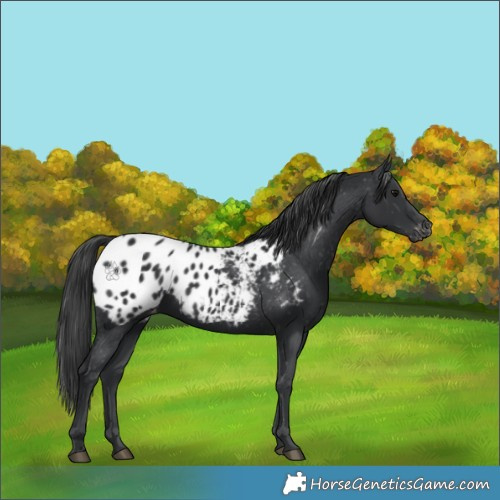 Horse Color:Black Appaloosa