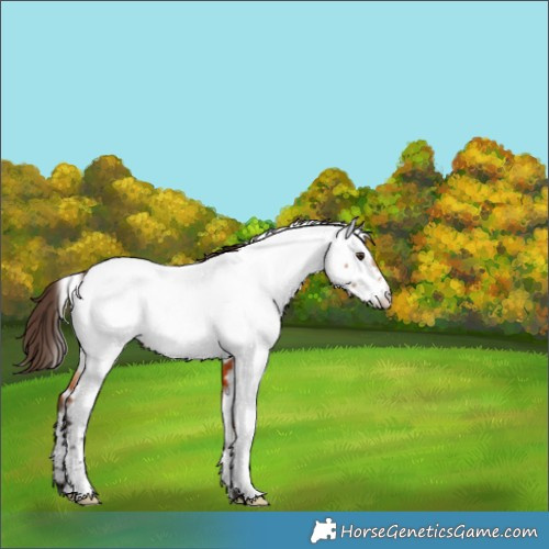 Horse Color:White Spotted Bay Dun Near Fewspot 