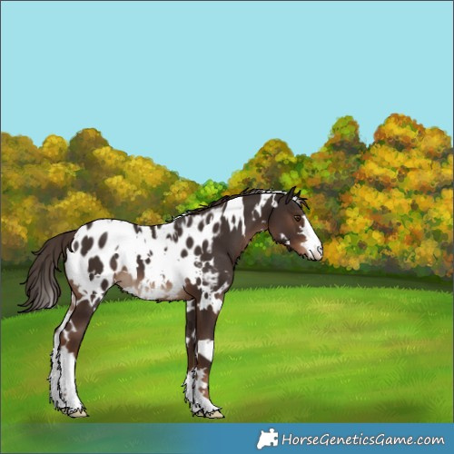 Horse Color:White Spotted Liver Chestnut Near Leopard