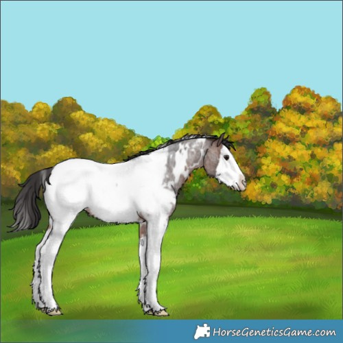 Horse Color:White Spotted Brown Roan Splash Appaloosa 