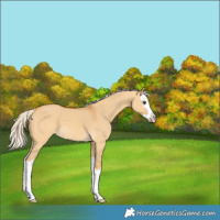 Horse Color:Silver Buckskin Dun Splash 