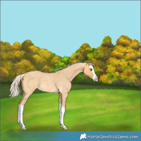 Horse Color:Silver Buckskin Roan Dun Splash 