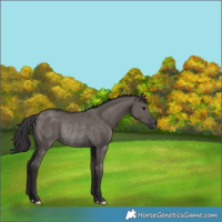 Horse Color:Smoky Grullo Rabicano 